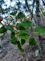 Excoecaria dallachyana