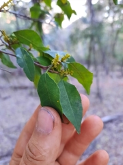 Excoecaria dallachyana