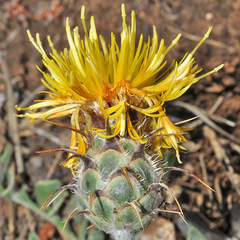 Centaurea granatensis