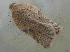 Acleris affinatana