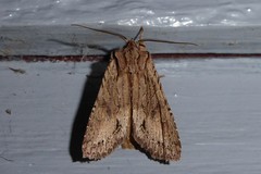 Ichneutica averilla