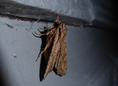 Ichneutica averilla