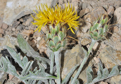 Centaurea granatensis