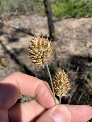 Geochloa rufa