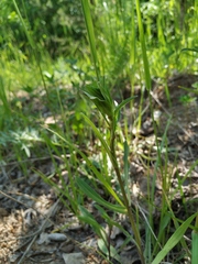 Erigeron acris droebachiensis