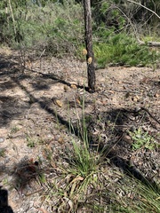 Geochloa rufa