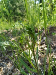 Erigeron acris droebachiensis