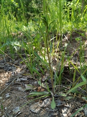 Erigeron acris droebachiensis