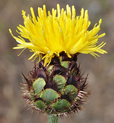 Centaurea kunkelii