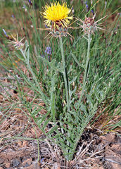 Centaurea kunkelii