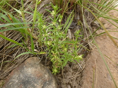 Galium gaudichaudii