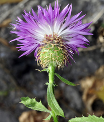 Centaurea malacitana