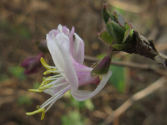 Lonicera harae
