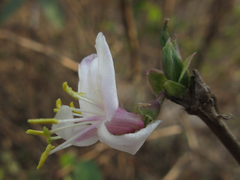Lonicera harae