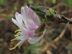 Lonicera harae