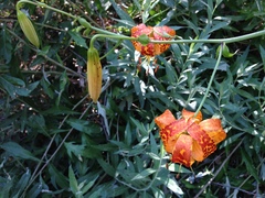 Lilium humboldtii