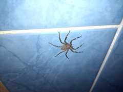 Selenops malinalxochitl