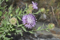 Centaurea malacitana