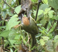 Hylophilus poicilotis