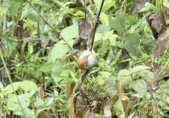 Hylophilus poicilotis