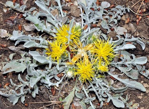 Centaurea mariana