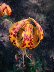 Lilium humboldtii