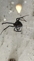 Latrodectus mactans