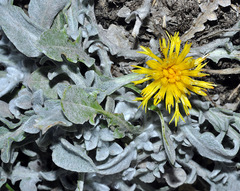Centaurea mariana