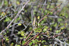 Orocrambus flexuosellus