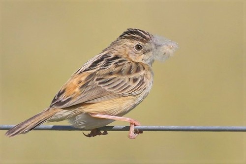 Zitting Cisticola