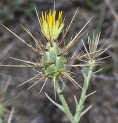 Centaurea maroccana
