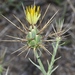 Centaurea maroccana - Photo (c) faluke, some rights reserved (CC BY-NC), uploaded by faluke