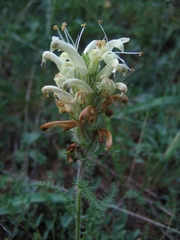 Pedicularis venusta