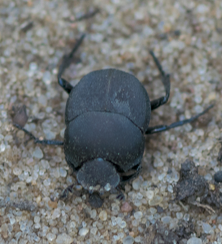 Melanocanthon nigricornis (Say, 1823)