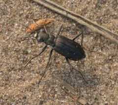 Cicindela punctulata punctulata