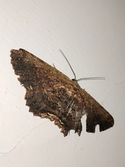 Ruttellerona cessaria