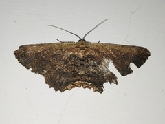 Ruttellerona cessaria