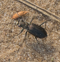 Cicindela punctulata punctulata
