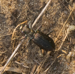 Cicindela punctulata punctulata