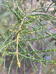 Allocasuarina muelleriana