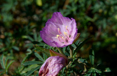 Clarkia amoena caurina