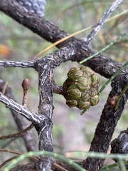 Allocasuarina muelleriana