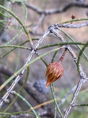 Allocasuarina muelleriana