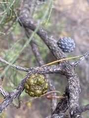Allocasuarina muelleriana