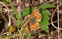 Phyciodes mylitta