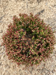 Micromyrtus ciliata
