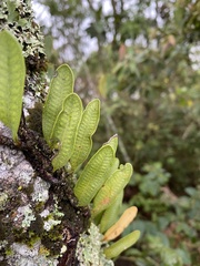 Microgramma squamulosa