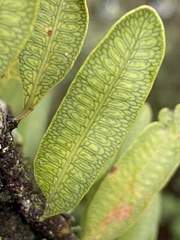 Microgramma squamulosa