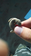 Sceloporus arenicolus