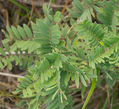 Tephrosia virginiana